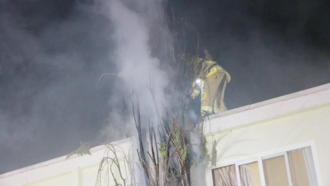 Van Nuys, Los Angeles, CA Tree Set Ablaze Allegedly by People Lighting