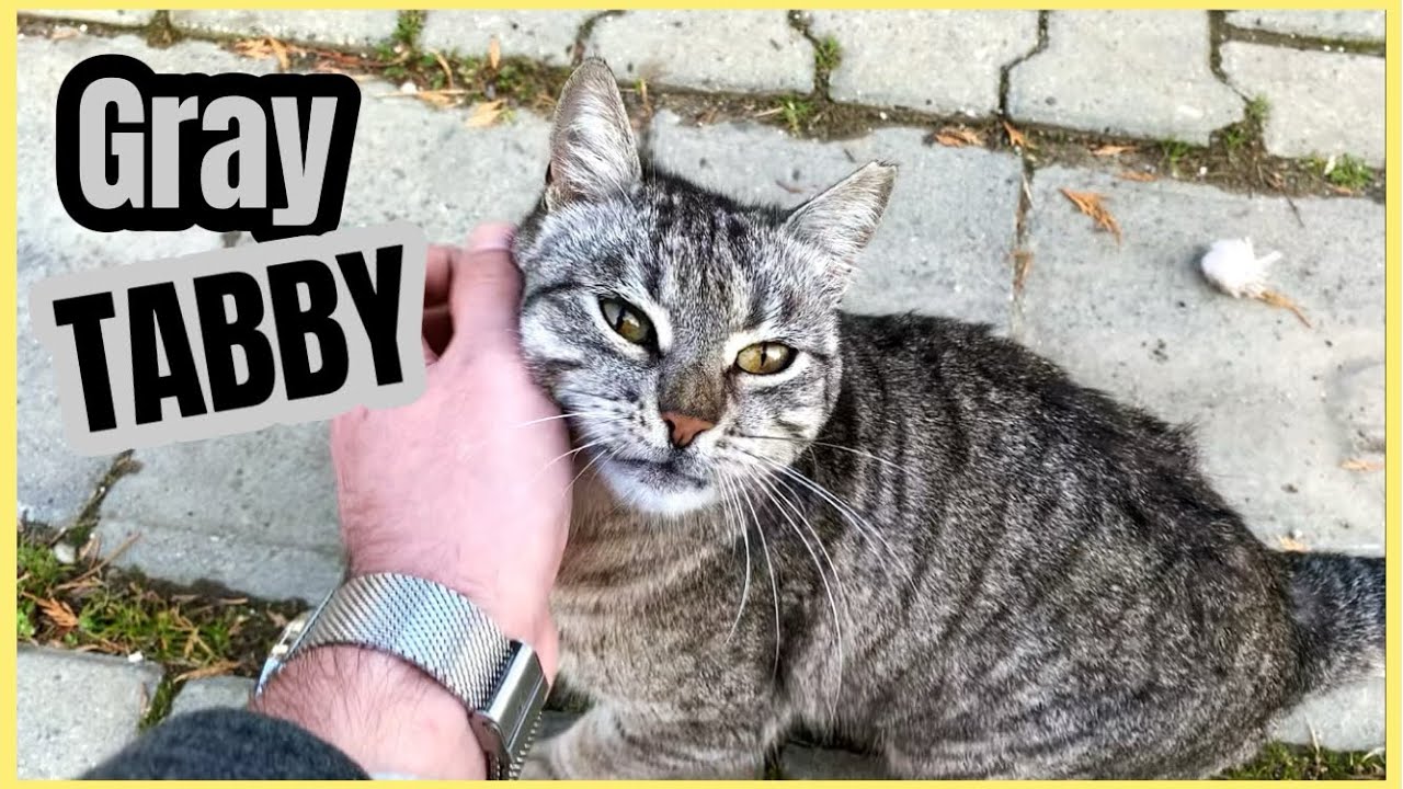 This Hungry Gray Tabby Cat is grateful for love and food.