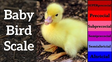 Baby Bird Scale - Altricial versus Precocial