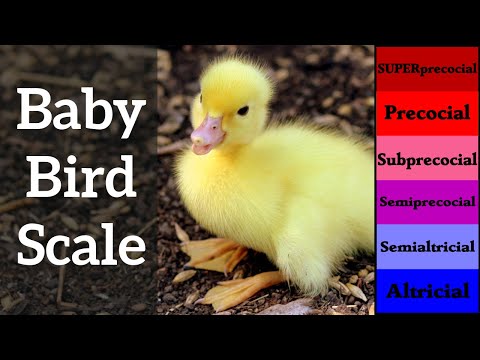 Baby Bird Scale - Altricial versus Precocial 