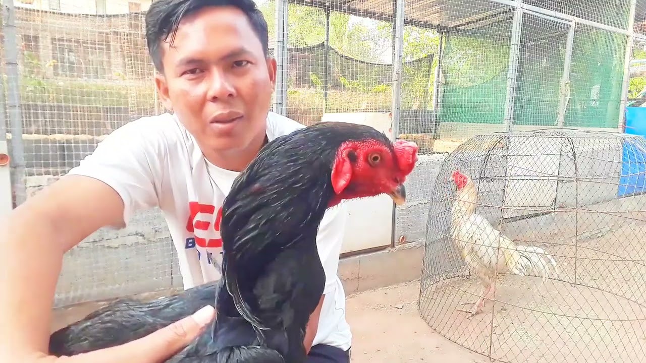 ไก่หงอนรู