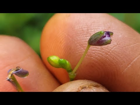 Rhophalophora scaberrima? @vidaripollen