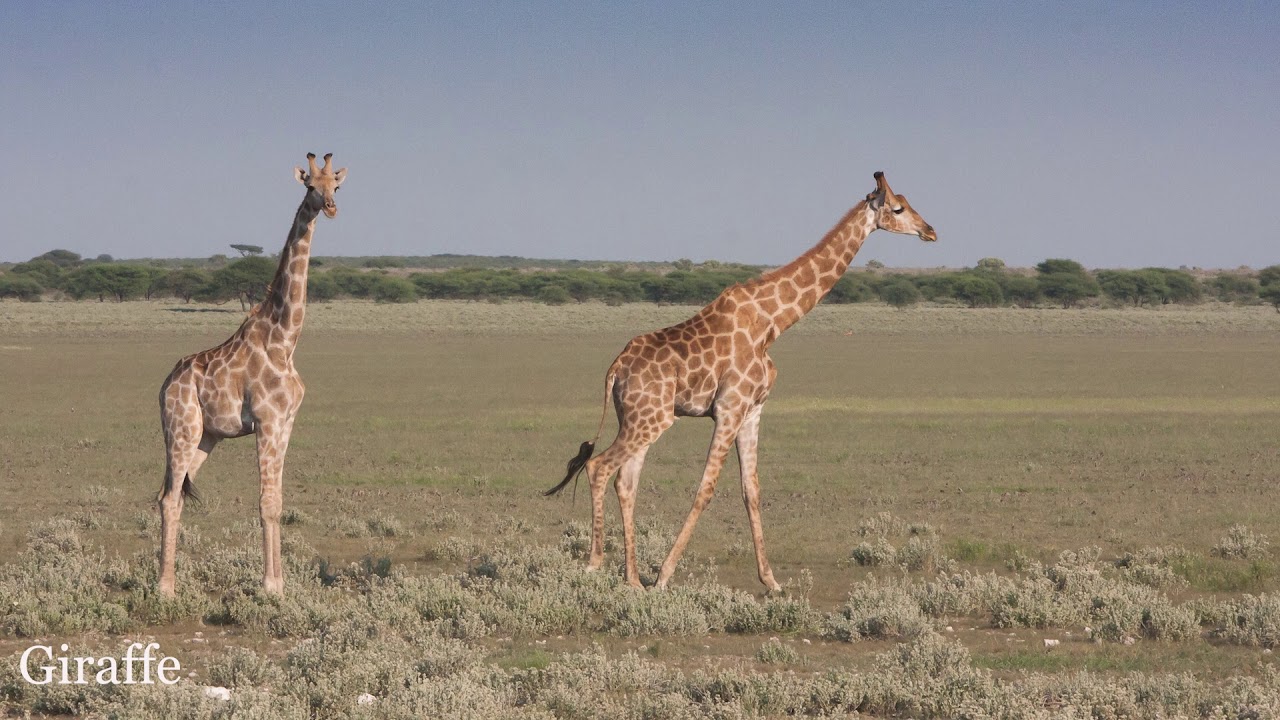 Tau Pan Camp & Safari - Kwando Safaris, Botswana