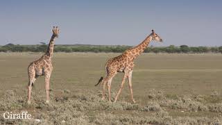 Tau Pan Camp & Safari - Kwando Safaris, Botswana