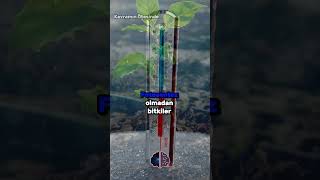 Güneş Olmadan Dünya Nasıl Olurdu? Karanlık Senaryo 🌌❄️ Resimi