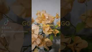 Golden Tango во всей красе!