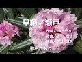 早鞆ノ瀬戸/水森かおり(2017) 歌もりもり