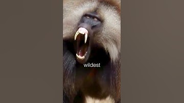 The Strangest Monkeys Sounds In The World😲😮