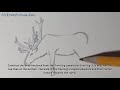 How to Draw a Reindeer In 8 EASY Steps - GREAT for Kids & Beginners