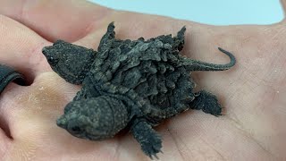 GETTING A TWO HEADED SNAPPING TURTLE!! | BRIAN BARCZYK