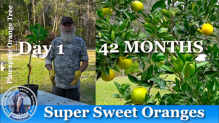 ORANGES, How Does it Grow? 42 Months with Updates