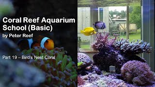 Coral Reef Aquarium School - Part 19 - Bird's Nest Coral by Peter Reef 220 views 1 year ago 11 minutes, 16 seconds