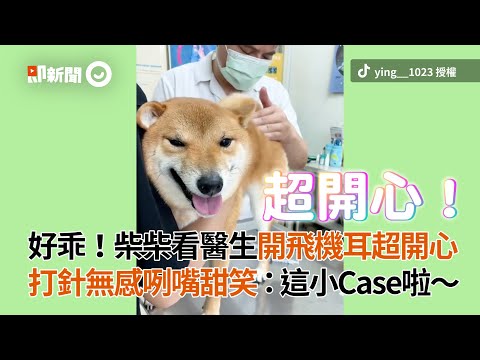 柴柴看醫生開飛機耳超開心 打針無感咧嘴甜笑｜寵物動物｜柴犬