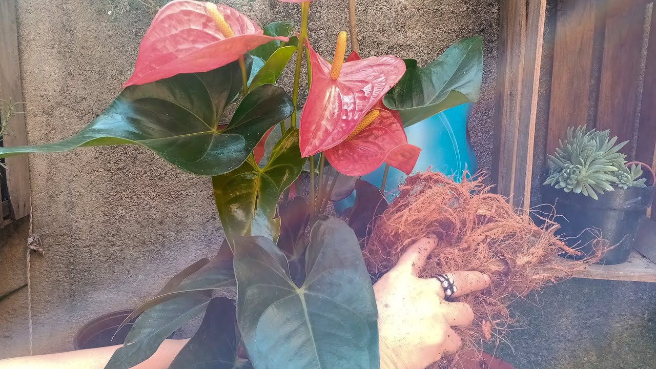 Sustrato mezcla de FIBRA DE COCO muy Efectiva para ANTURIOS