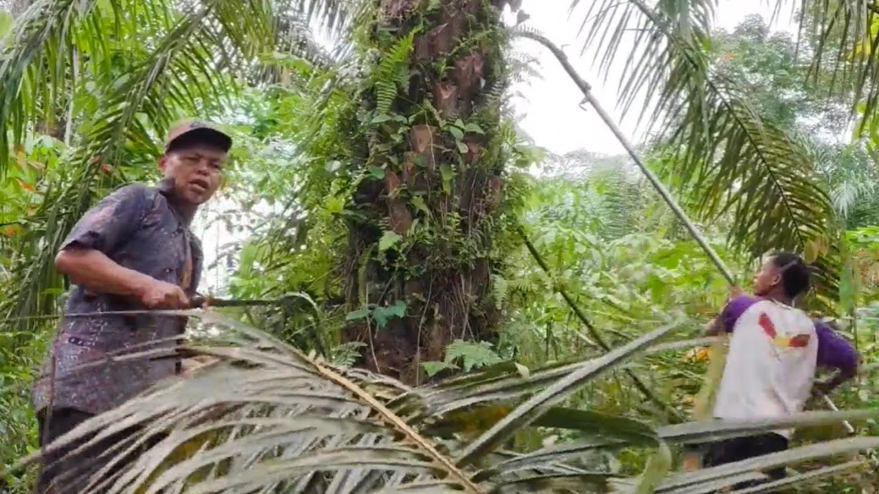 The process of harvesting oil palm fruit manually - palm oil farmers