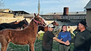 :      ..#horse #rek #otbozor #shorts