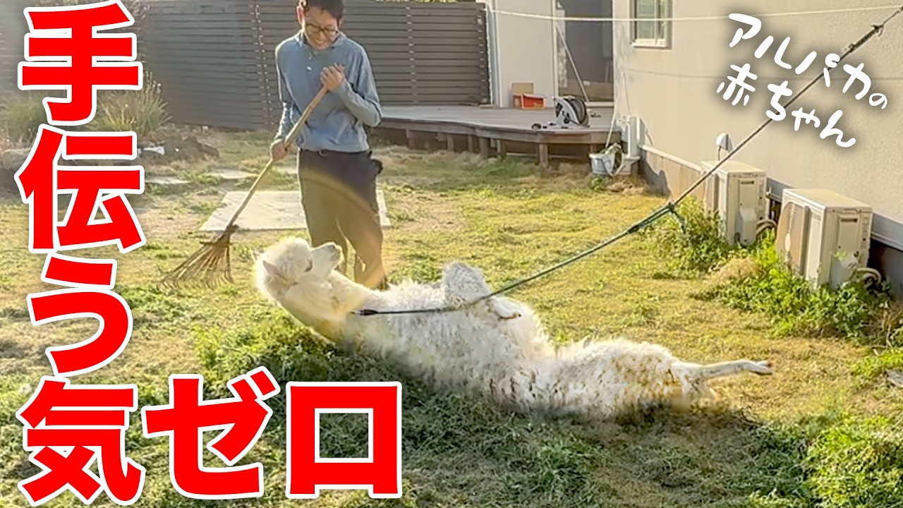 My alpaca did this while I was trying to mow the lawn - YouTube