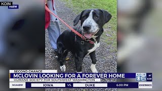 Second Chance Pets: McLovin