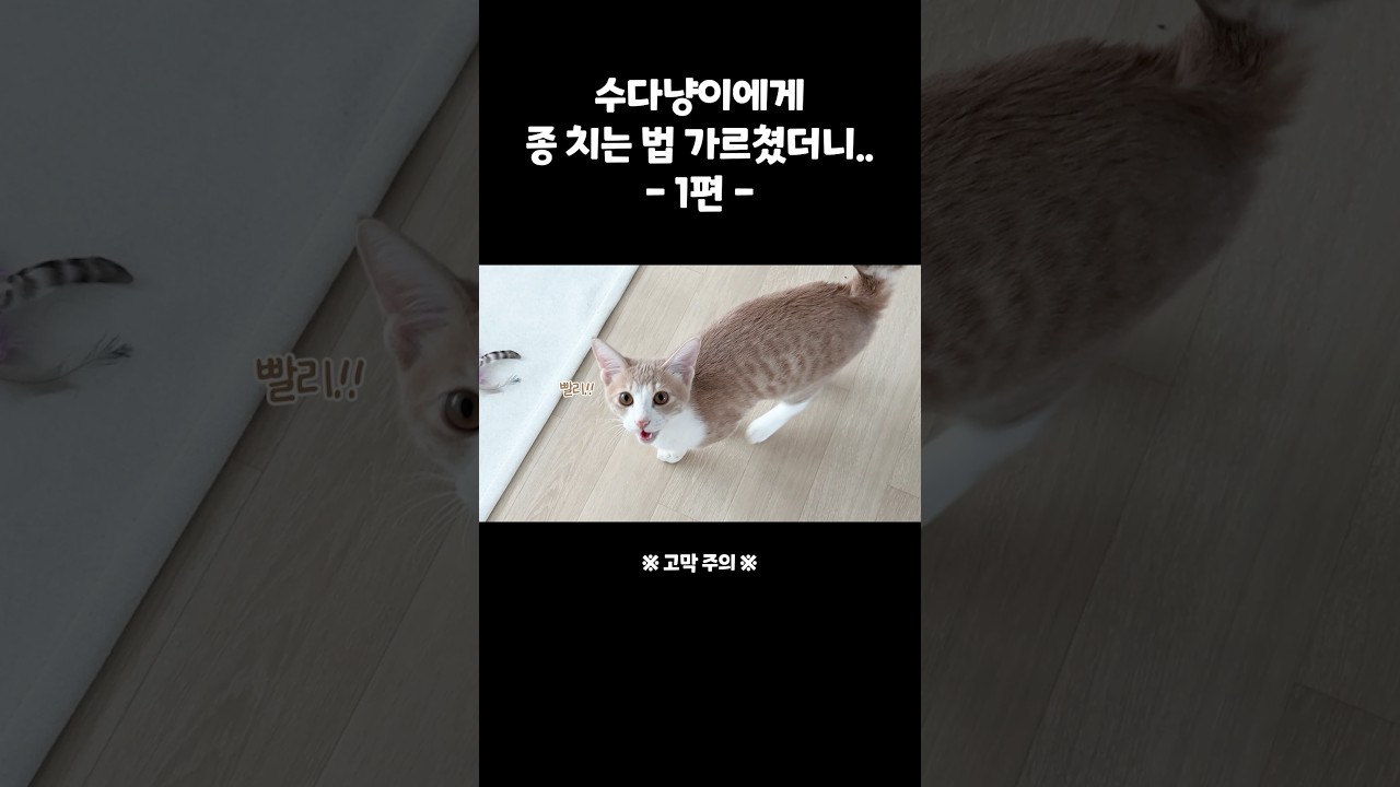이정도는 돼야 수다냥이 타이틀 달 수 있음