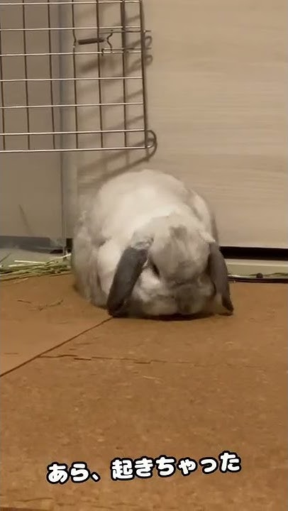 Mr Luvうさぎのラブ君