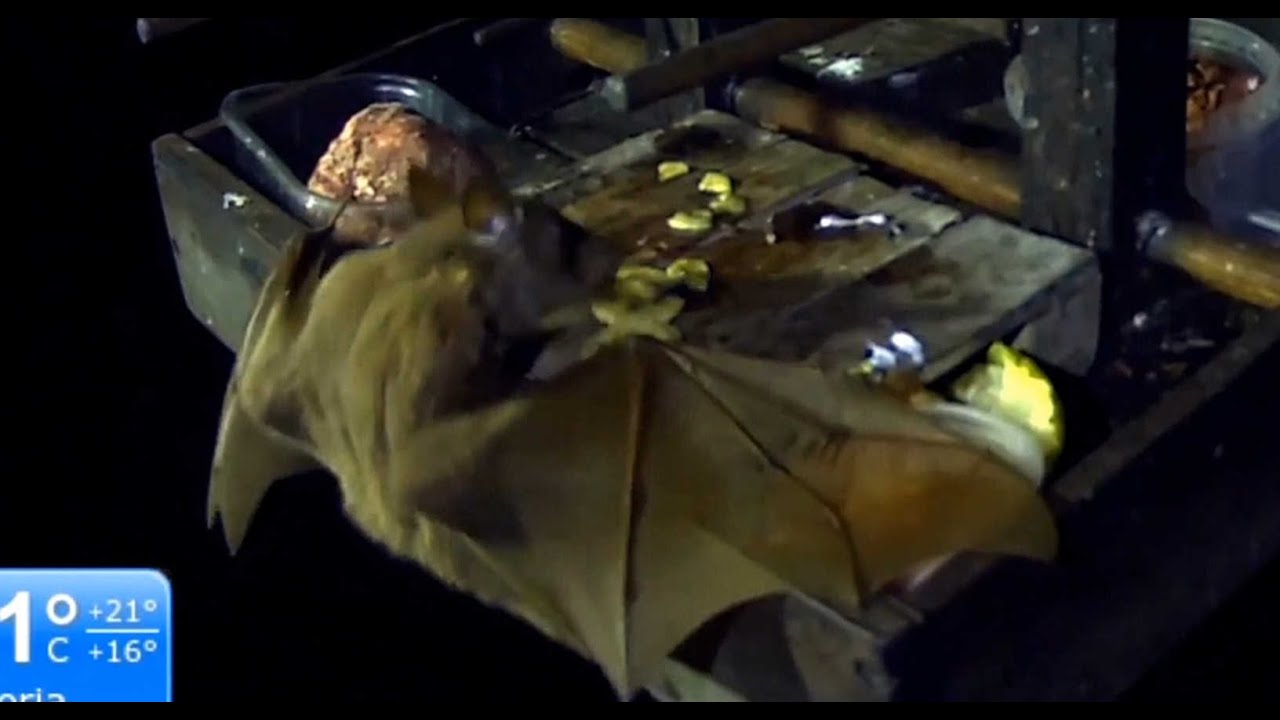 Fruit Bat Eating Bananas in Africa BWHQ YouTube