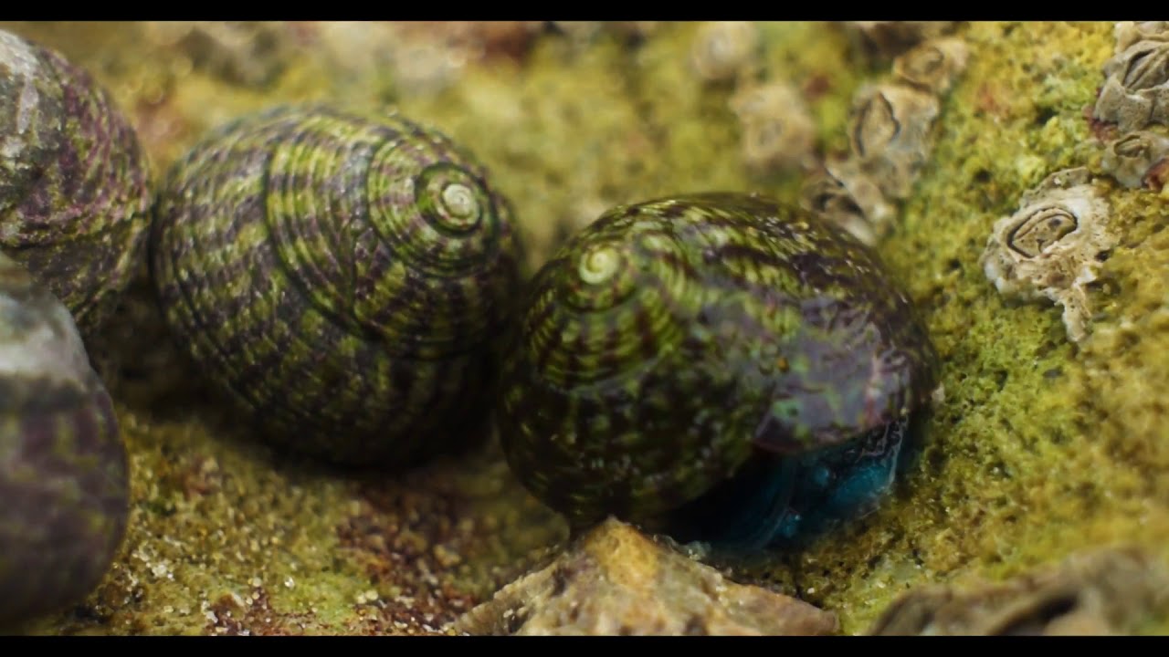 Snail Documentary YouTube