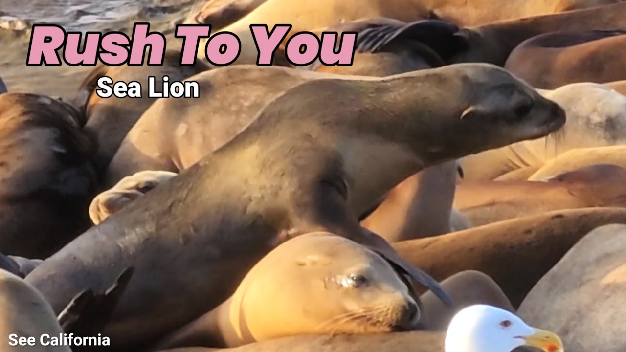Спеши к тебе, морской лев