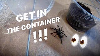 My LAST ATTEMPT at keeping a Venezuelan SUN TIGER TARANTULA ~ Yes, LAST !!!