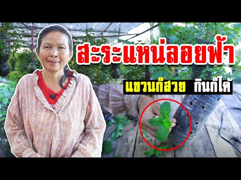 ปลูกสะระเเหน่ ลอยฟ้า
