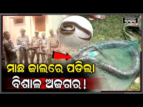 ସୁବର୍ଣ୍ଣରେଖା ନଦୀରେ ମାଛ ଜାଲରେ ପଡ଼ିଲା ୧୦ ଫୁଟିଆ ଅଜଗର, ବନ ବିଭାଗ କଲା ଉଦ୍ଧାର | Python Safely Rescued