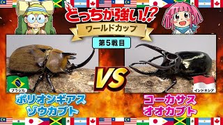 WC105mm】エレファスゾウカブト コーカサスオオカブト ゴライアス