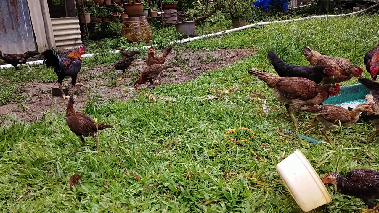 Ayam kampung 