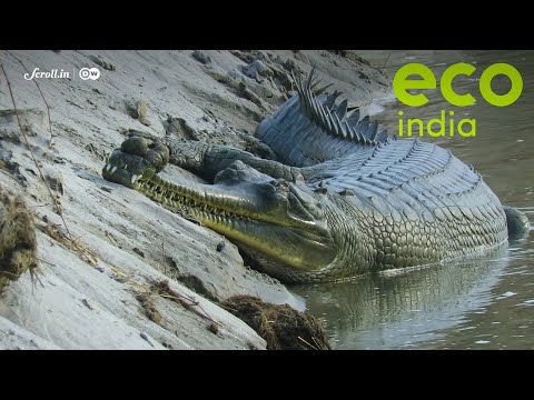 Eco India: How