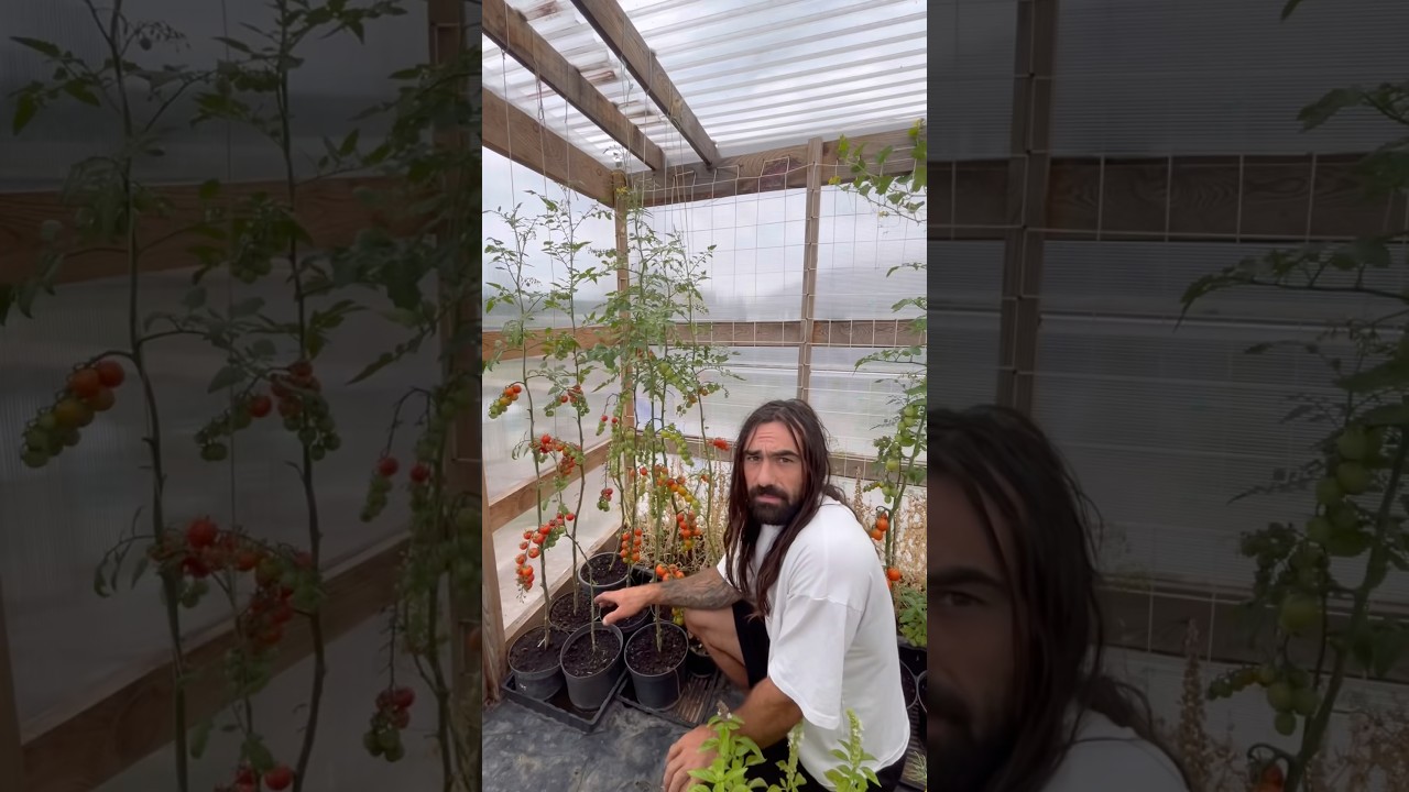 Tips on growing organic tomatoes in pots 