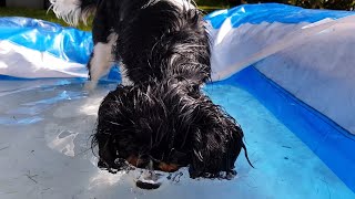 Funny Puppy Is Playing In The Watter Cavalier King Charles Spaniel