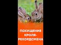 Самого длинного кролика в мире похитили? Почему Дариуса ищет вся Британия #shorts