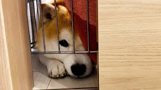 When the inspection company comes, Shibe sticks his head out of the gap to witness the work.