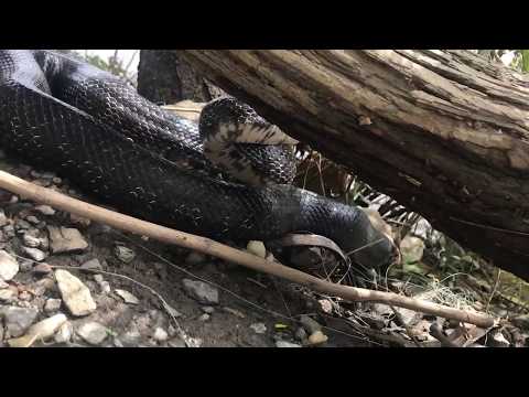 Filming A Black Rat Snake Up Close | What Could Go Wrong