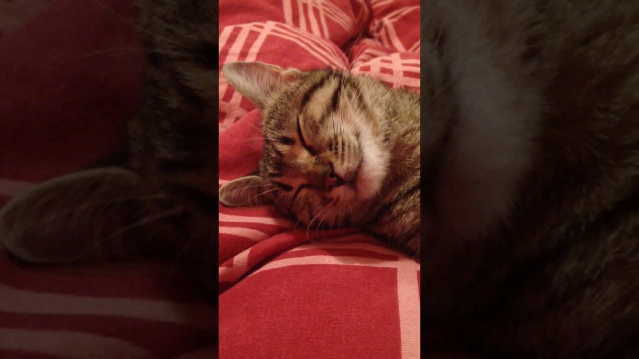 сонный кот - YouTube