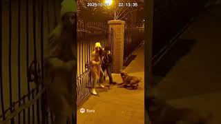 Couples Romantic Night Interrupted By Stray Dog Funny Cctv Moment