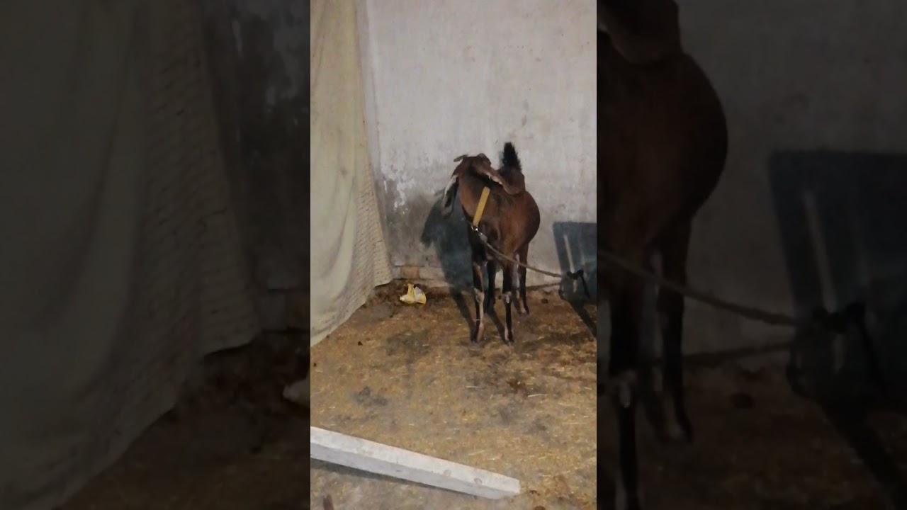 My first timer goat 🐐 delivery