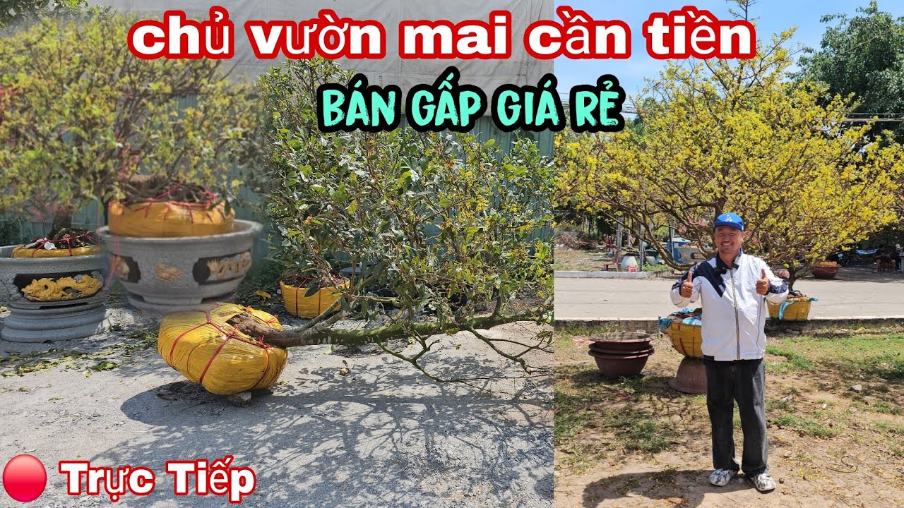 Đầu Năm Chủ Vườn Mai Cần Tiền Bán Gấp Giá Rẻ  Bình Dương Ngay Lúc Này 