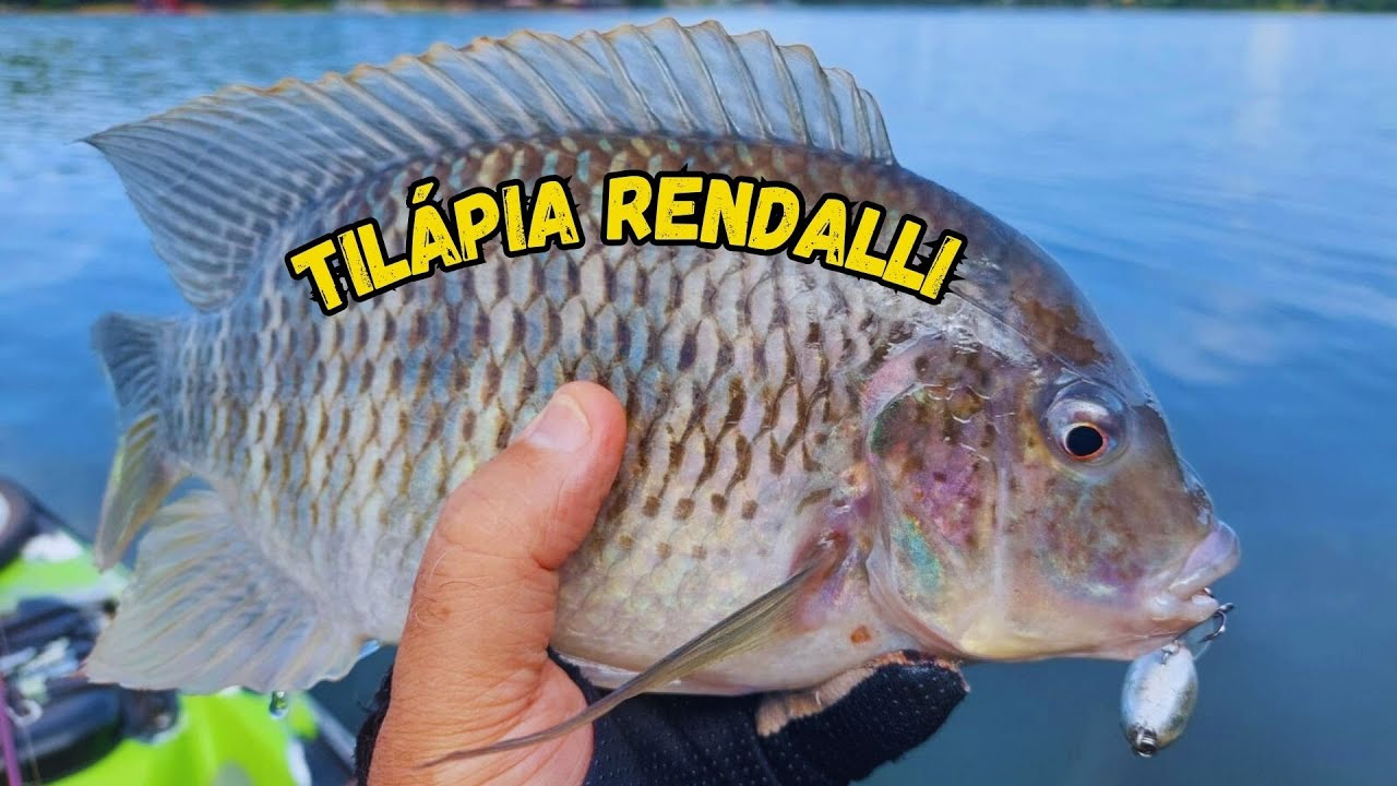 Pescaria de tilápia rendalli com equipamento ultralight | Pescaria de ...