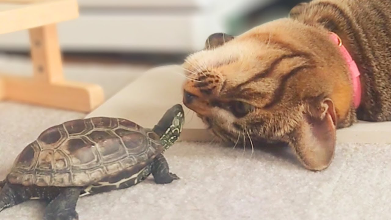 亀のキャットシッター！？子猫に振り回される軍曹【A turtle cat sitter?! A skateboarding turtle gets bossed around by a kitten】