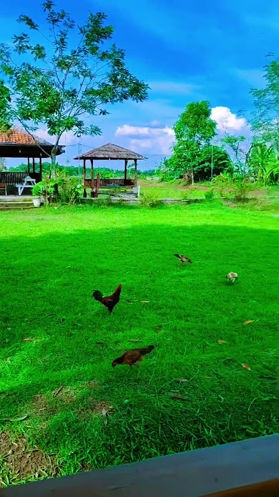 AKHIRNYA KETAHUAN JUGA #funny #lucu #hiburanlucungakak #comedy #hiburanngakak