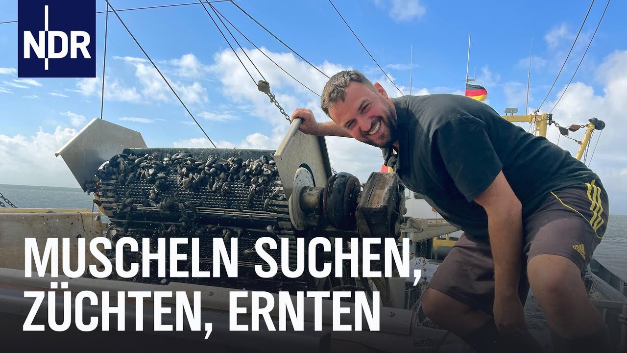 Letzter Muschelfischer von Greetsiel | Die Nordreportage | NDR Doku