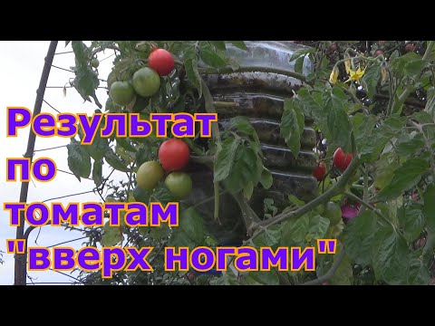 Результат посадки томатов "вверх ногами" или "вниз головой". Интересный способ без грядок