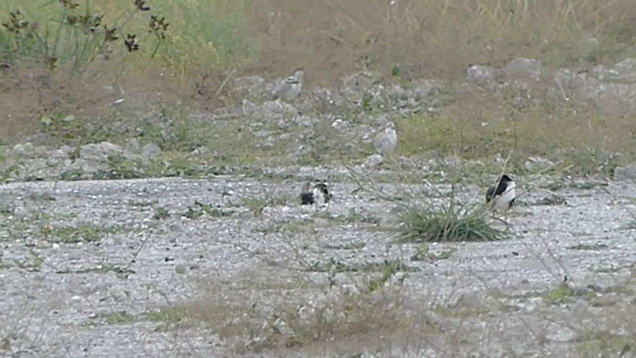 Black Skimmer Royal Sandwich Tern Chicks Fledges Hillsborough Bay July