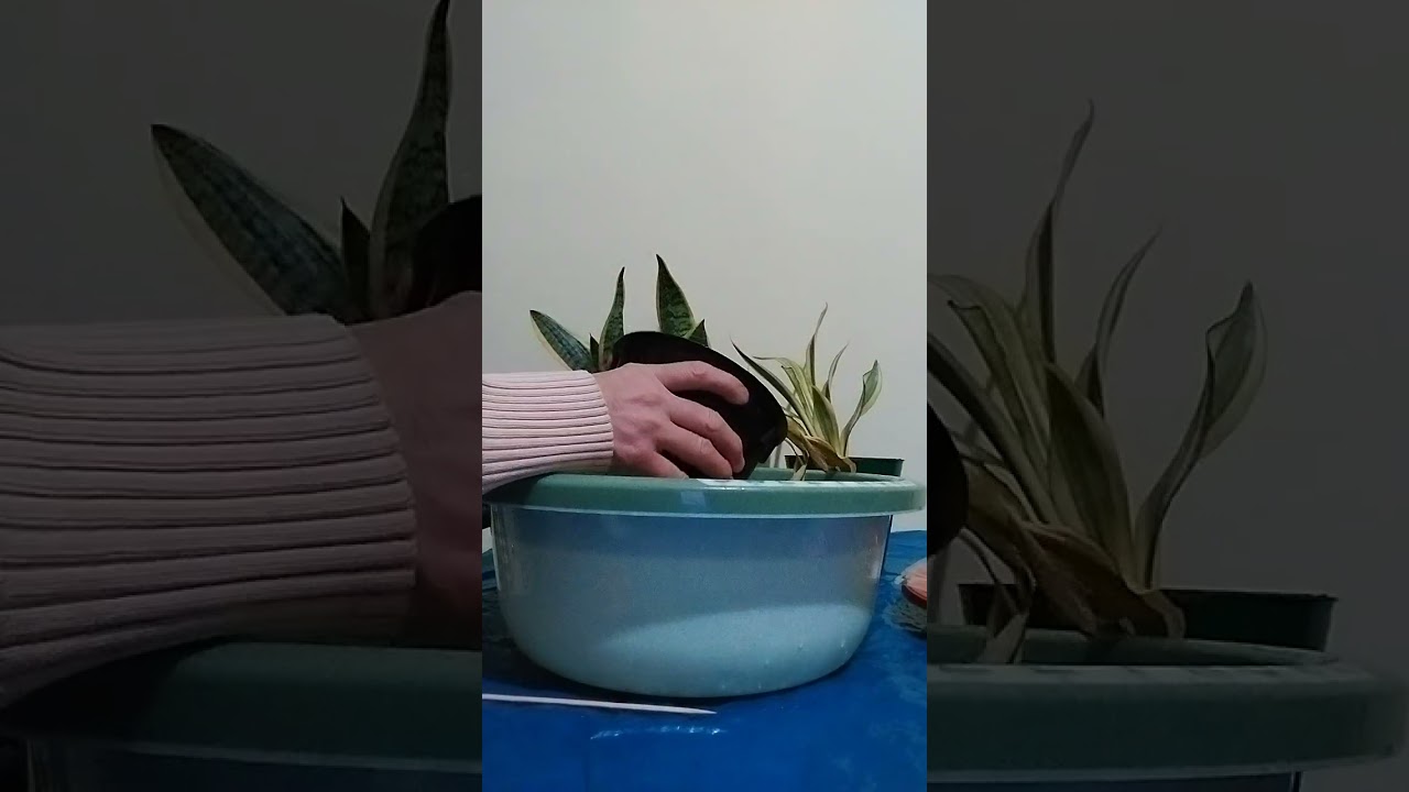 САНСЕВИЕРИЯ ГУЛИ ХАКИДА .