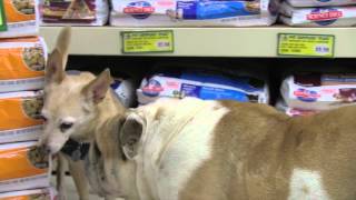 The DBK! - Best Dog Coat